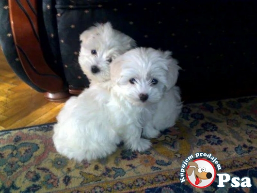 Maltezer kučići